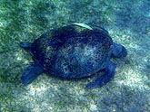  ������� �������� (Caretta caretta), (������) 2008�. - ����� �.�.������. ��������� �����������... (800�600=206kb)