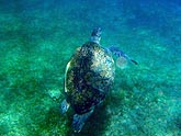  ������� �������� (Caretta caretta), (������) 2008�. - ����� �.�.������. ��������� �����������... (800�600=144kb)