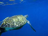 ������� �������� (Caretta caretta), (������) 2008�. - ����� �.�.������. ��������� �����������... (800�600=103kb)