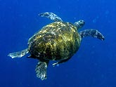  ������� �������� (Caretta caretta), (������) 2008�. - ����� �.�.������. ��������� �����������... (800�600=89kb)