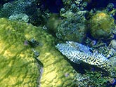  �������� ������ (Porites lutea), (������) 2008�. - ����� �.�.������. ��������� �����������... (800�600=218kb)