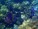  ����������� ������� (Dascyllus trimaculatus), (������) 2008�. - ����� �.�.������. ��������� �����������... (800�600=165kb)