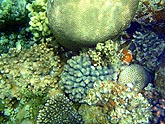  � ������ ������������ ������ (Stylophora pistillata), (������) 2008�. - ����� �.�.������. ��������� �����������... (800�600=244kb)