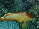  �������������� ������� (Cephalopholis sexmaculata), (������) 2008�. - ����� �.�.������. ��������� �����������... (800�600=202kb)