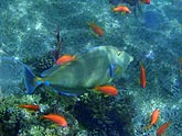  � ������ ��������� ����� (Naso unicornis), (������) 2008�. - ����� �.�.������. ��������� �����������... (800�600=187kb)