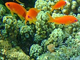  ������ ���������� (Pseudanthias squamipinnis), (������) 2008�. - ����� �.�.������. ��������� �����������... (800�600=253kb)