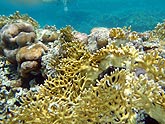  �������� �������� ������ (Millepora dichotoma), (������) 2008�. - ����� �.�.������. ��������� �����������... (800�600=198kb)