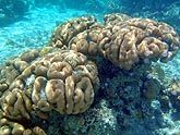  ������ �������� (Goniastrea sp.), (������) 2008�. - ����� �.�.������. ��������� �����������... (800�600=189kb)