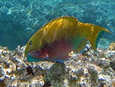  ������ �������� (Thalassoma lunare), (������) 2008�. - ����� �.�.������. ��������� �����������... (800�600=197kb)