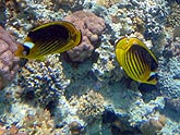  ���������������� ����-������� (Chaetodon fasciatus), (������) 2008�. - ����� �.�.������. ��������� �����������... (800�600=236kb)