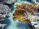  �������� �������� ������ (Millepora dichotoma), (������) 2008�. - ����� �.�.������. ��������� �����������... (800�600=256kb)