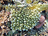  ������������ ������ (Stylophora pistillata), (������) 2008�. - ����� �.�.������. ��������� �����������... (800�600=245kb)