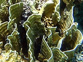  ������������ �������� ������ (Millepora platyphylla), (������) 2008�. - ����� �.�.������. ��������� �����������... (800�600=239kb)