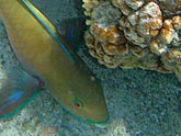  ������ �������� (Thalassoma lunare), (������) 2008�. - ����� �.�.������. ��������� �����������... (800�600=194kb)