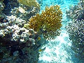  �������� �������� ������ (Millepora dichotoma), (������) 2008�. - ����� �.�.������. ��������� �����������... (800�600=238kb)