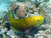  ������ �������� (Thalassoma lunare), (������) 2008�. - ����� �.�.������. ��������� �����������... (800�600=218kb)