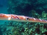  ����-������ (Fistularia commersonii), (������) 2008�. - ����� �.�.������. ��������� �����������... (800�600=132kb)
