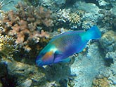  ������ ���� (Scarrus ferrugineus), (������) 2008�. - ����� �.�.������. ��������� �����������... (800�600=207kb)