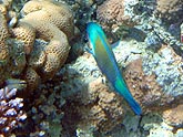  ������ ���� (Scarrus ferrugineus), (������) 2008�. - ����� �.�.������. ��������� �����������... (800�600=237kb)