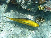  ������ �������� (Thalassoma lunare), (������) 2008�. - ����� �.�.������. ��������� �����������... (800�600=125kb)