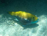  ������ �������� (Thalassoma lunare), (������) 2008�. - ����� �.�.������. ��������� �����������... (800�600=161kb)