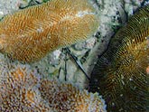  ����������� ������ (Fungia sp.), (������) 2008�. - ����� �.�.������. ��������� �����������... (800�600=137kb)