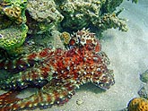  �������� (Octopus cyanea), (������) 2008�. - ����� �.�.������. ��������� �����������... (800�600=228kb)