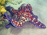  �������� (Octopus cyanea), (������) 2008�. - ����� �.�.������. ��������� �����������... (800�600=201kb)