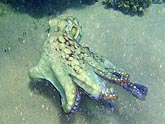  �������� (Octopus cyanea), (������) 2008�. - ����� �.�.������. ��������� �����������... (800�600=166kb)