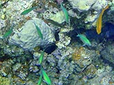  ����-������ ������ (Chromis viridis), (������) 2008�. - ����� �.�.������. ��������� �����������... (800�600=237kb)