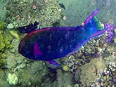  ������ �������� (Thalassoma lunare), (������) 2008�. - ����� �.�.������. ��������� �����������... (800�600=177kb)