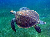  ������� �������� (Caretta caretta), (������) 2008�. - ����� �.�.������. ��������� �����������... (800�600=155kb)