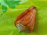  �������� ����� (Conus textile), (������) 2008�. - ����� �.�.������. ��������� �����������... (800�600=97kb)