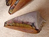  �������� ����� (Conus textile), (������) 2008�. - ����� �.�.������. ��������� �����������... (800�600=122kb)