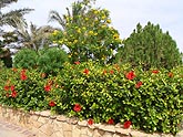  ���������� ����� "Radisson SAS RESORT" (������), 2008�. - ����� �.�.������. ��������� �����������... (1024�768=365kb)