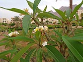  ����� �� ���������� ����� "Radisson SAS RESORT" (������), 2008�. - ����� �.�.������. ��������� �����������... (1024�768=204kb)